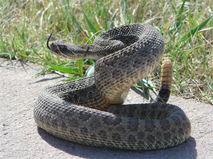 Snake