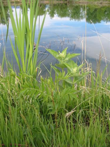 Grass