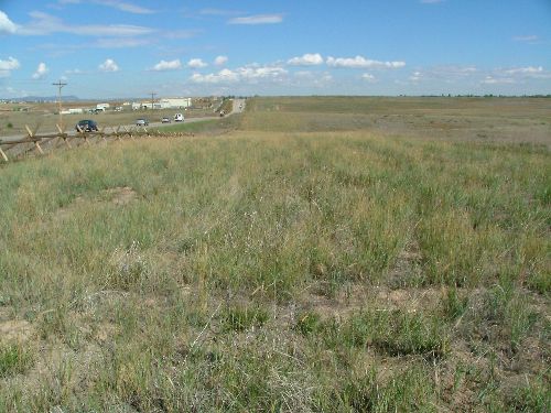 Plains grass with blue sky