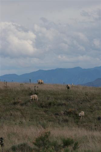 Sheep