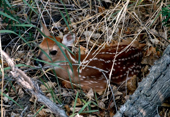 Fawn