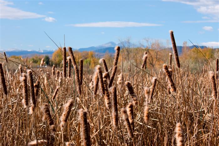 Field
