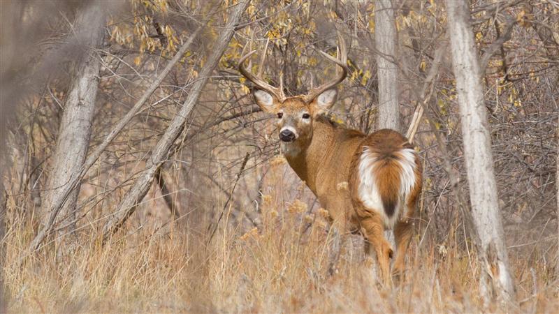 Deer