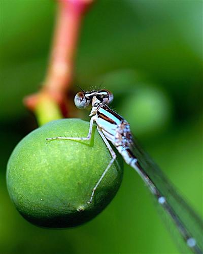 Dragonfly