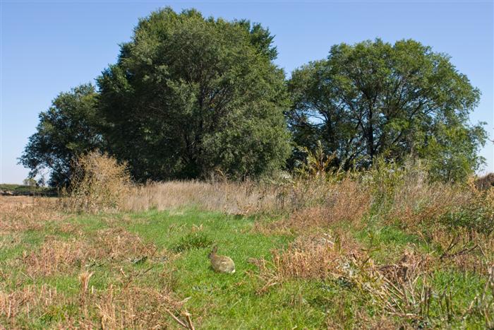Field