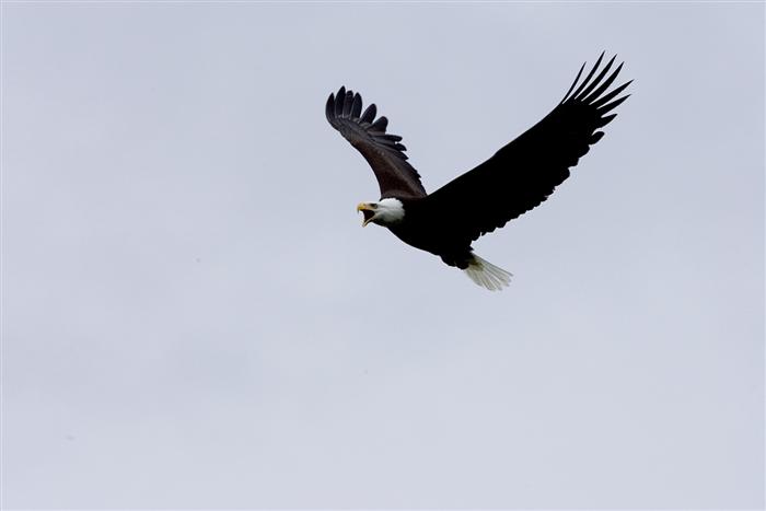 Flying
