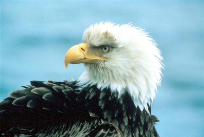 Eagle