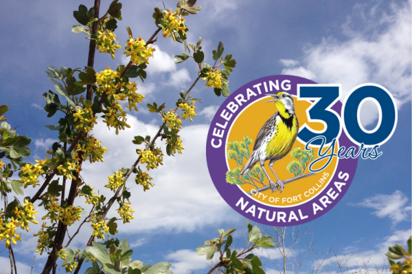30th anniversary purple and orange logo with meadowlark graphic in center, logo on right side of image with yellow flowers