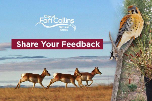 Share your Feedback