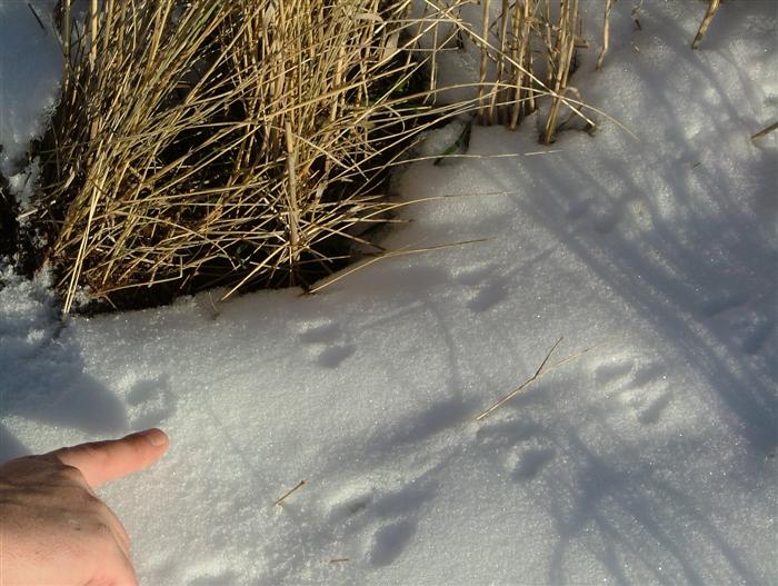 Mice Tracks