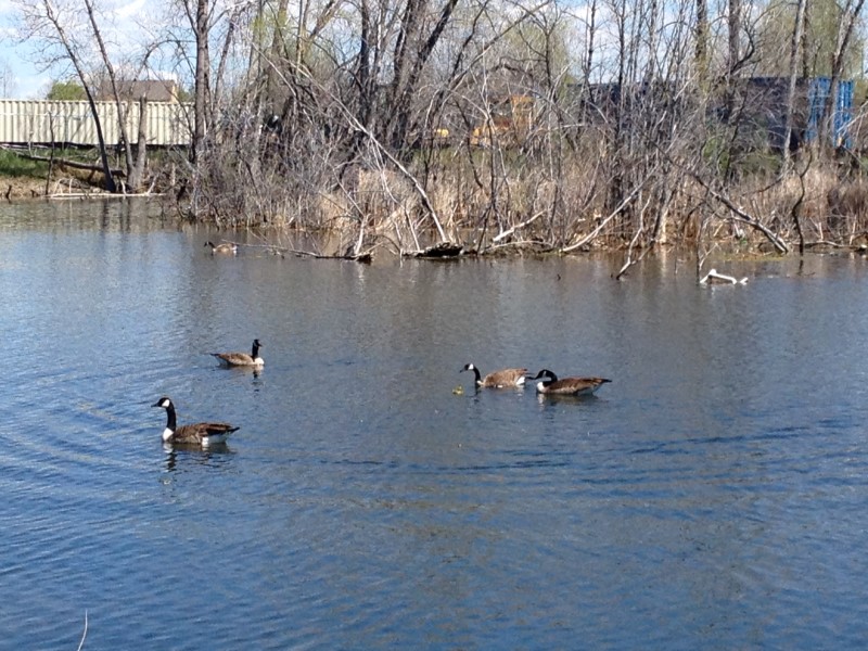 Geese