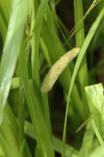 Grass