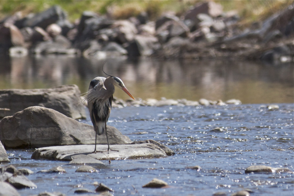 Great blue heron standing on rock