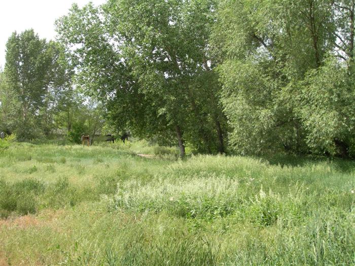 Gustav Swanson Trees