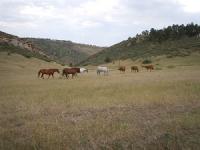Horses