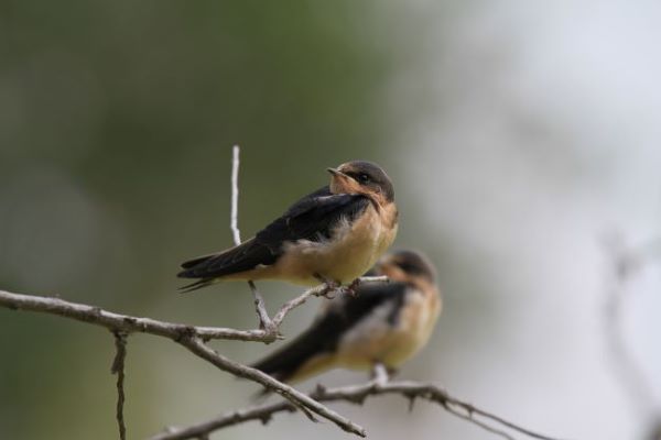 Juvenile Barn Swallows on branch