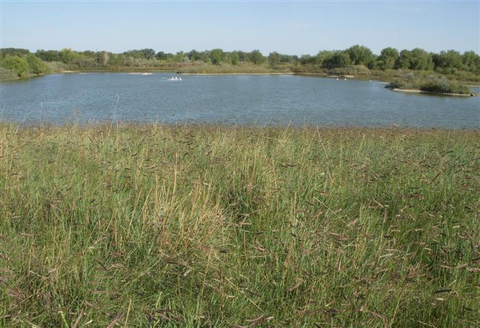 Kingfisher Pond