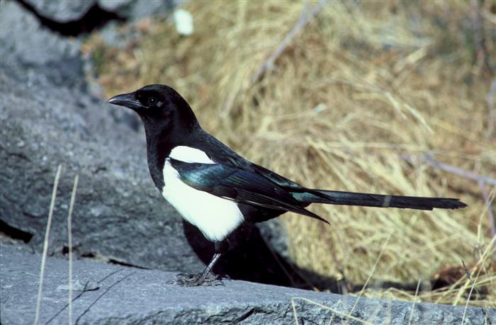 Magpie