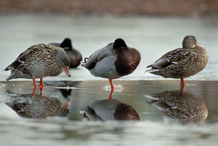 Mallard Ducks