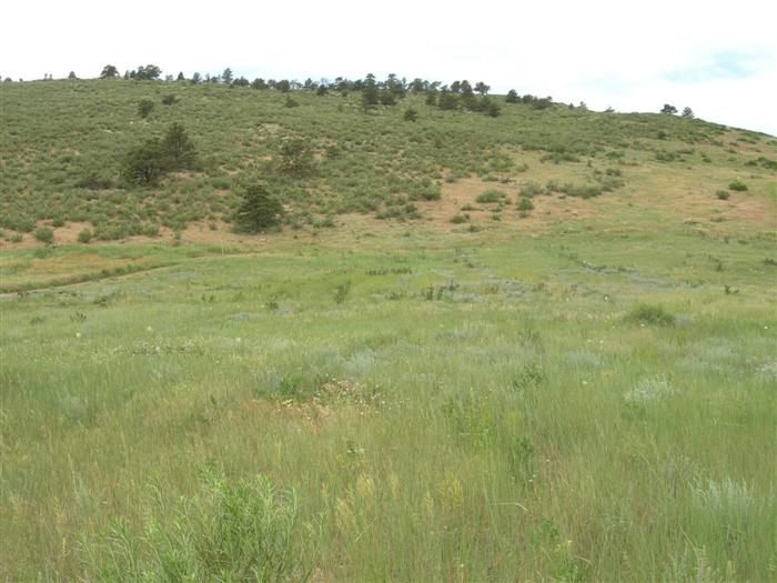 Maxwell Natural Area Field