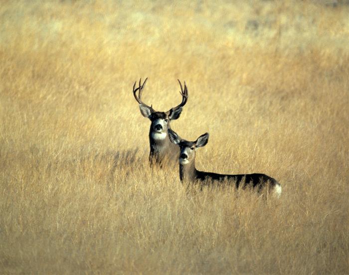 Mule Deer