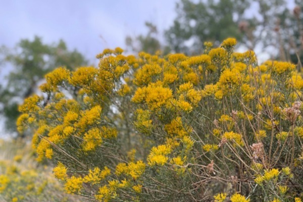 rabbit brush plant with yellow flowers