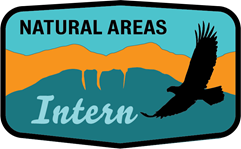 About the Internships