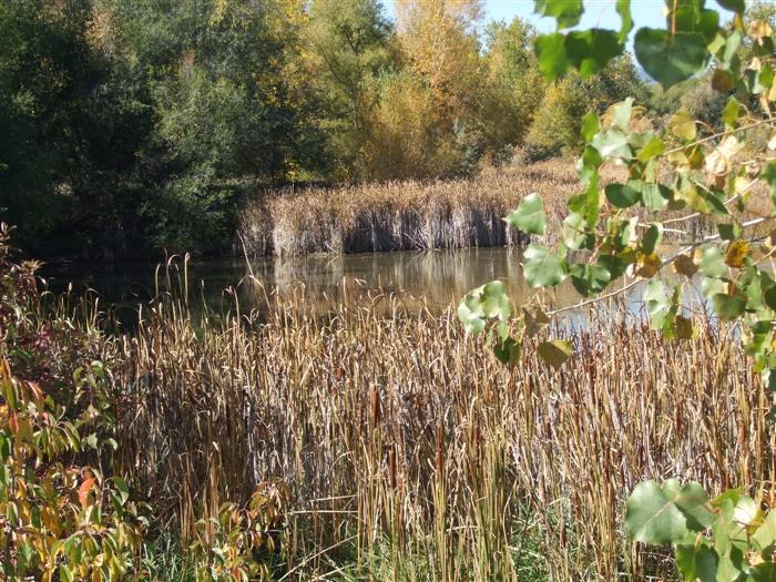 NS Pond