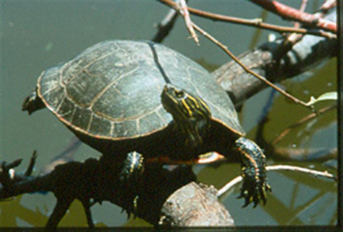 Western Painted Turtle