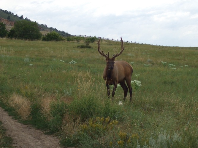 Pineridge Elk