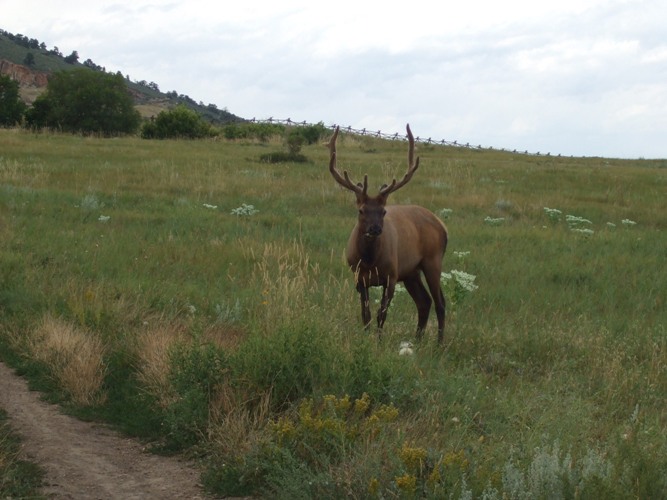 vaskepulver Perpetual smuk Pineridge Natural Area - City of Fort Collins