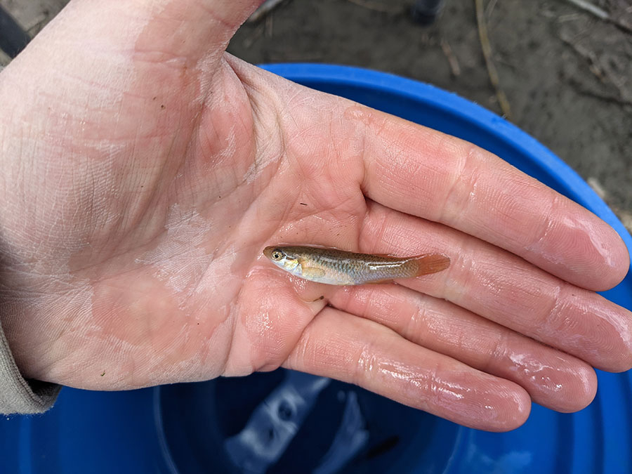 Plains Topminnow