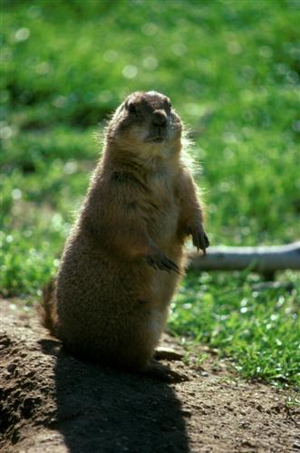 Prairie Dog