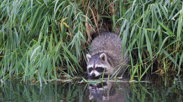 Go to: https://www.facebook.com/FCNaturalAreas/videos/604803250178225/