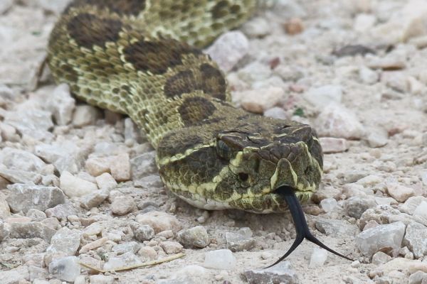 rattlesnake close up