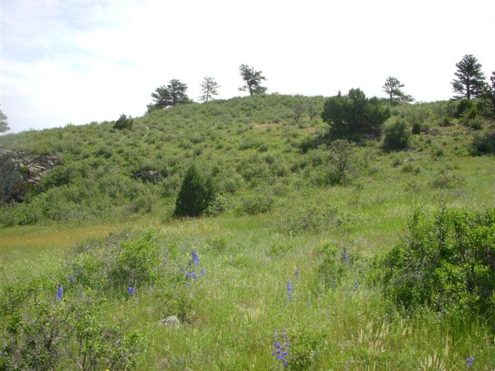Flowers on the hillside