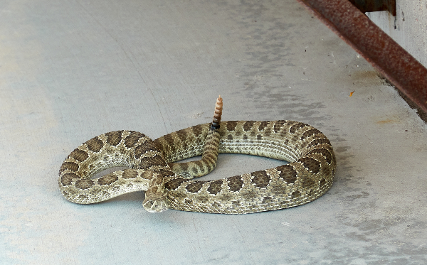 rattlesnake on pavement