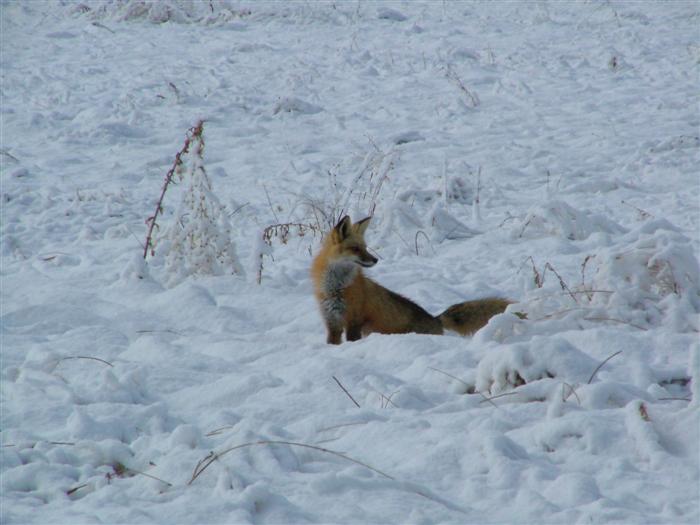 Fox