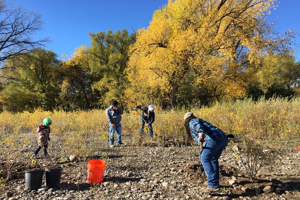 Four people digging in a rocky landscape with yellow cottonwood trees in the background
