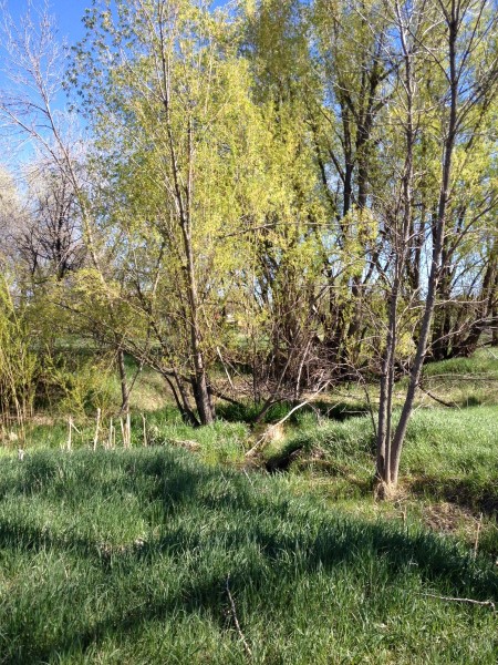 Tanglewood Field