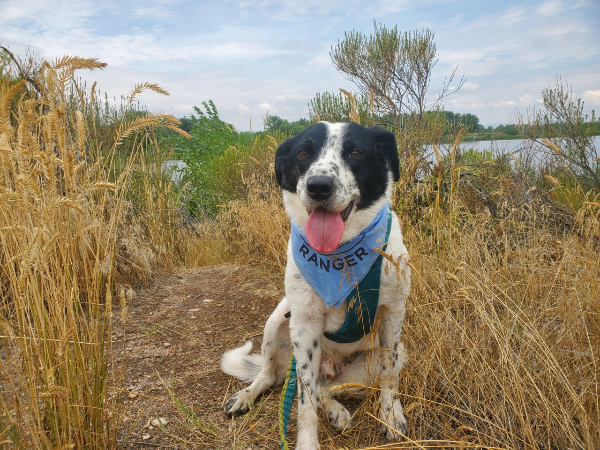 Black and white dog sitting in a Fort Collins Natural Area proudly wearing it's bark ranger bandana