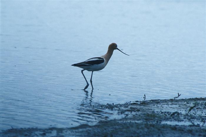 Avocet