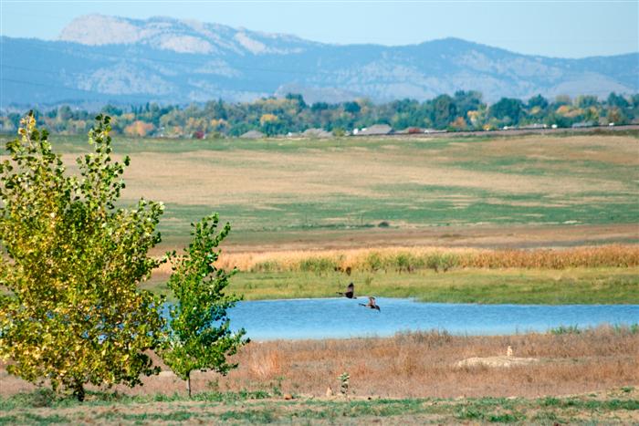 Wetlands