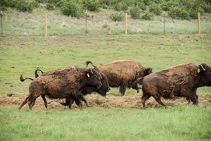 Go to: https://www.facebook.com/FCNaturalAreas/videos/645728826022964/