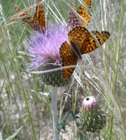 Butterlfies