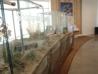 Shortgrass prairie exhibit