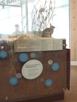 rabbit inside prairie ecosystem exhibit