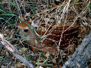 Deer