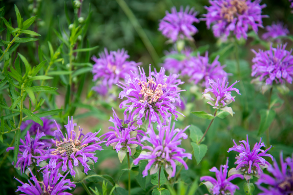 Purple bee balm flowers.