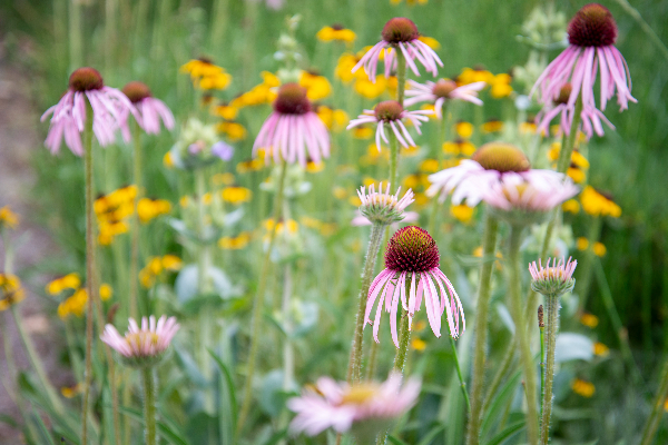 Purple coneflowers